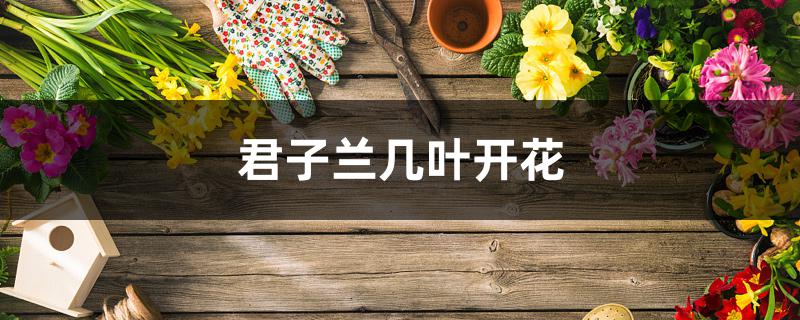 君子兰几叶开花 君子兰几叶开花