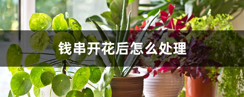 钱串开花后怎么处理 钱串开花后怎么处理
