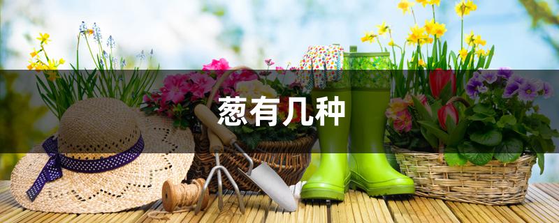 葱有几种 葱有几种