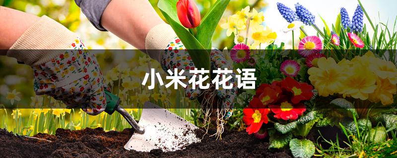 小米花的花语是什么 花百科