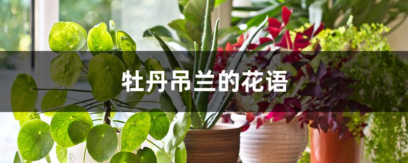 牡丹吊兰的花语是什么 牡丹吊兰的花语是什么