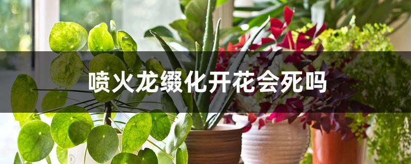 喷火龙缀化开花会死吗