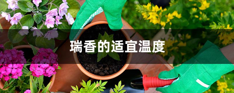 瑞香对温度的要求 瑞香对温度的要求