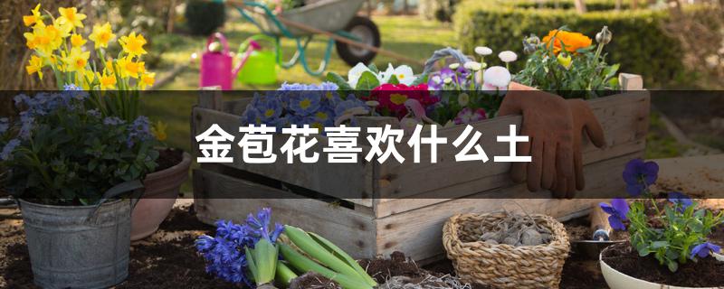 金苞花对土的要求 金苞花对土的要求