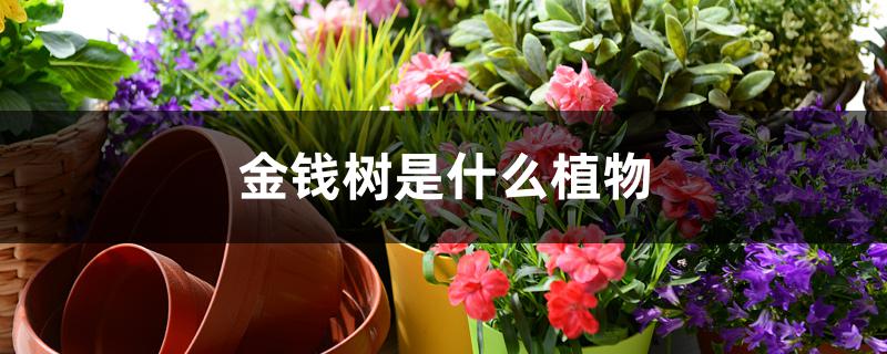 金钱树的产地/特征/花语及简介 金钱树的产地/特征/花语及简介