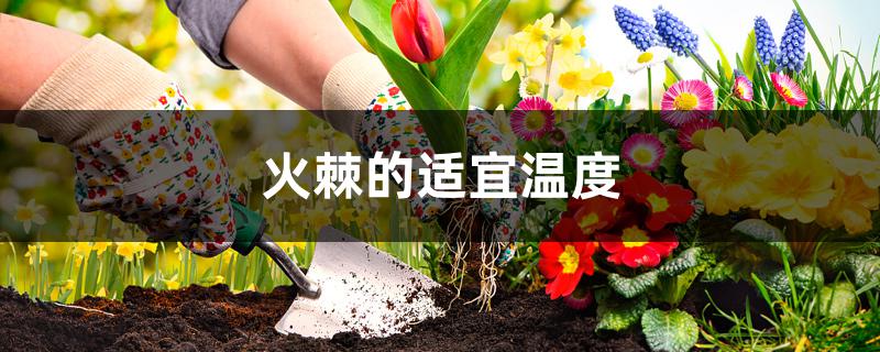 火棘对温度的要求 火棘对温度的要求