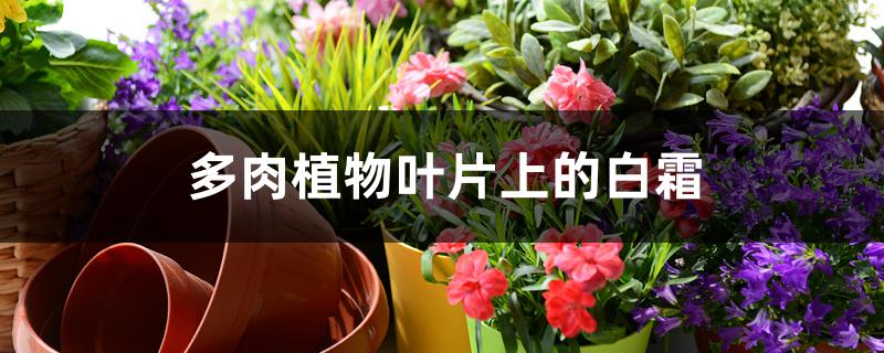 多肉植物叶片上的白霜怎么回事 多肉植物叶片上的白霜怎么回事