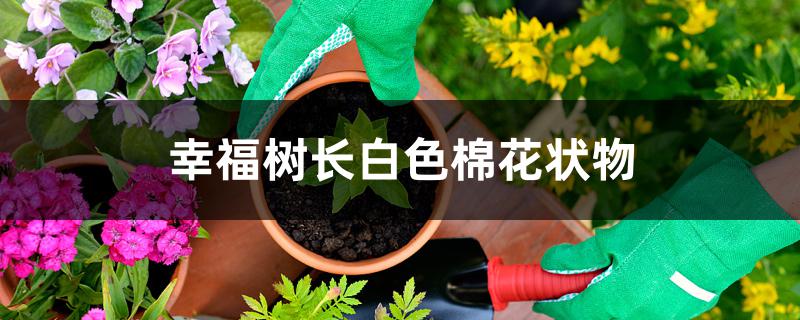幸福树长白色棉花状物怎么办 幸福树长白色棉花状物怎么办