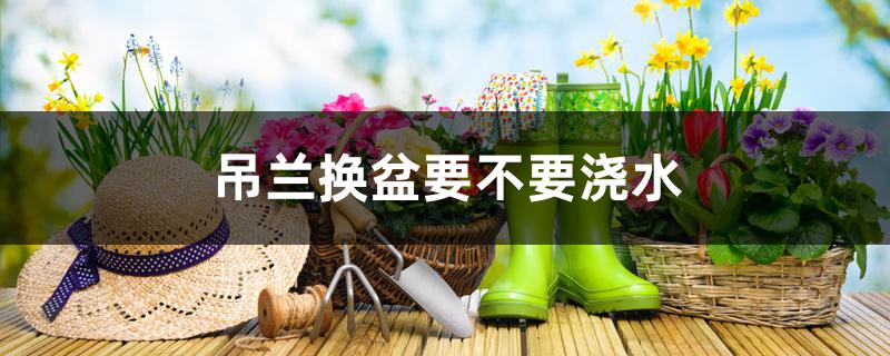 吊兰换盆要不要浇水 吊兰换盆要不要浇水
