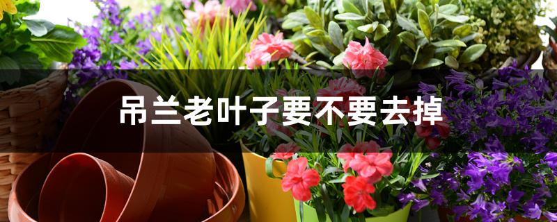吊兰老叶子要不要去掉 吊兰老叶子要不要去掉