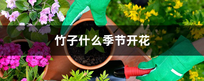竹子什么季节开花 竹子什么季节开花