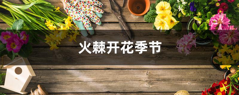 火棘开花季节 火棘开花季节