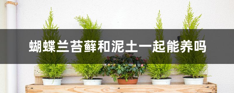 蝴蝶兰能用苔藓和泥土一起能养吗 蝴蝶兰能用苔藓和泥土一起能养吗