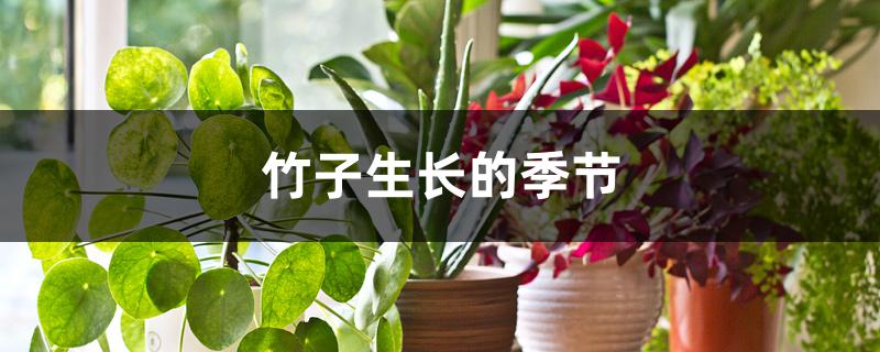 竹子生长的季节 竹子生长的季节