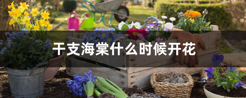 干支海棠什么时候开花 干支海棠什么时候开花