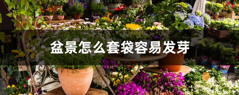 盆景怎么套袋容易发芽 盆景怎么套袋容易发芽