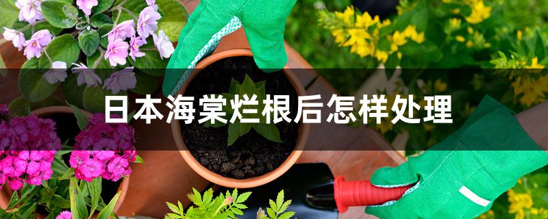 日本海棠烂根后怎样处理 日本海棠烂根后怎样处理