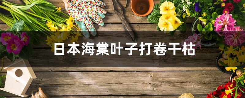 日本海棠叶子打卷干枯怎么办 日本海棠叶子打卷干枯怎么办