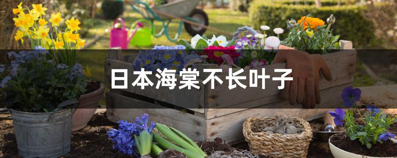 日本海棠不长叶子是怎么回事 日本海棠不长叶子是怎么回事