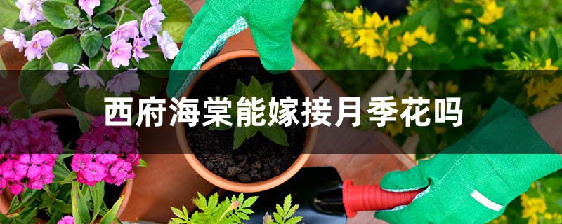 西府海棠能嫁接月季花吗 西府海棠能嫁接月季花吗