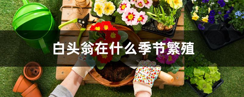 白头翁在什么季节繁殖 白头翁在什么季节繁殖