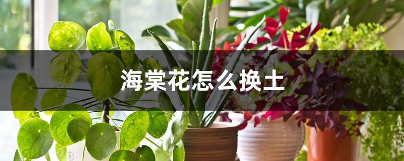 海棠花怎么换土 海棠花怎么换土