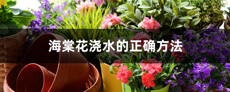 海棠花浇水的正确方法 海棠花浇水的正确方法
