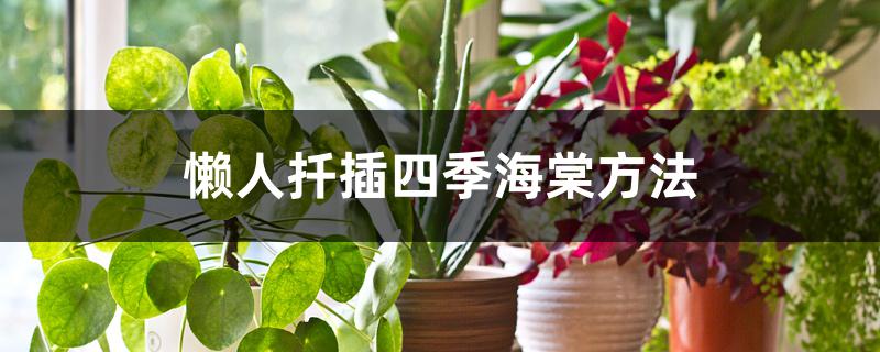 懒人扦插四季海棠方法 懒人扦插四季海棠方法