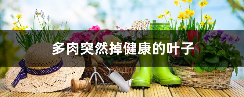 多肉突然掉健康的叶子怎么回事 多肉突然掉健康的叶子怎么回事