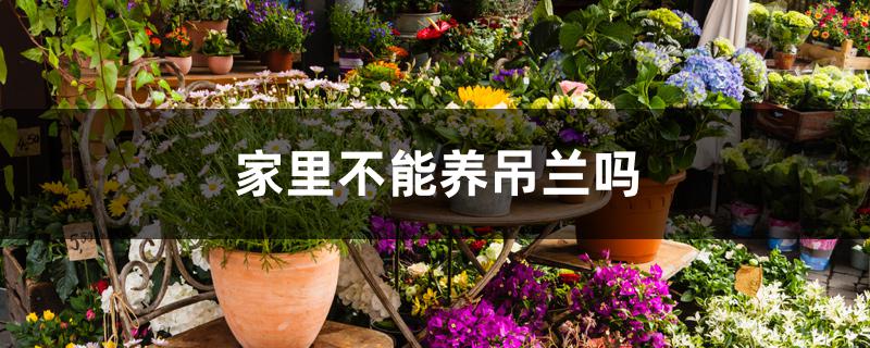 家里不能养吊兰吗 家里不能养吊兰吗