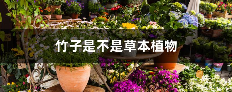 竹子是不是草本植物 竹子是不是草本植物