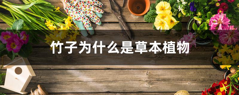 竹子为什么是草本植物 竹子为什么是草本植物