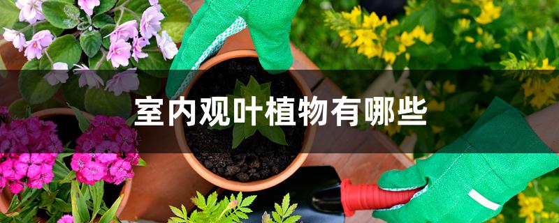 室内观叶植物有哪些