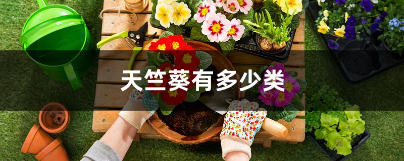天竺葵有多少类 天竺葵有多少类