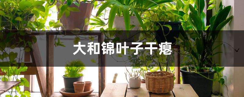 大和锦叶子干瘪怎么回事 大和锦叶子干瘪怎么回事