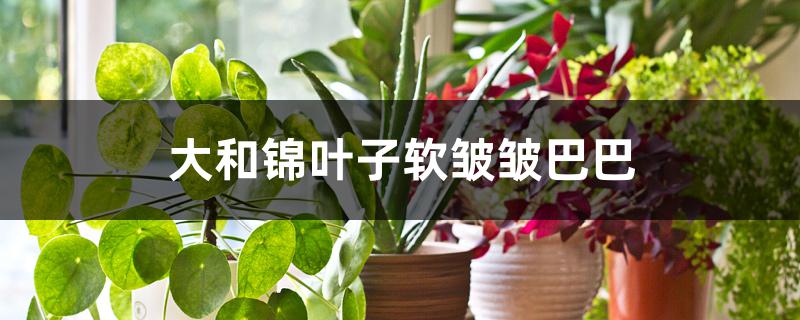 大和锦叶子软皱皱巴巴是什么原因 大和锦叶子软皱皱巴巴是什么原因