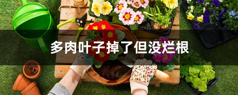 多肉叶子掉了但没烂根怎么办 多肉叶子掉了但没烂根怎么办