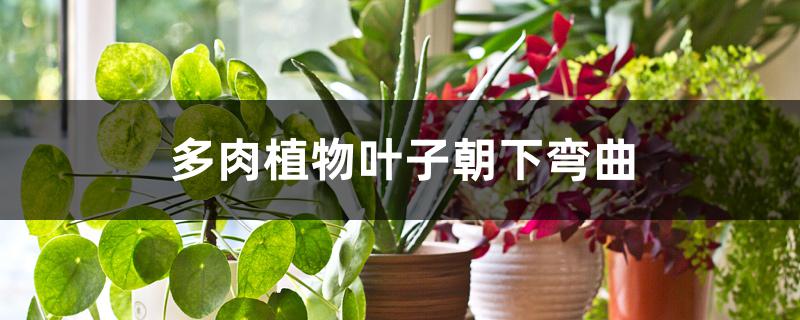 多肉植物叶子朝下弯曲怎么办 多肉植物叶子朝下弯曲怎么办