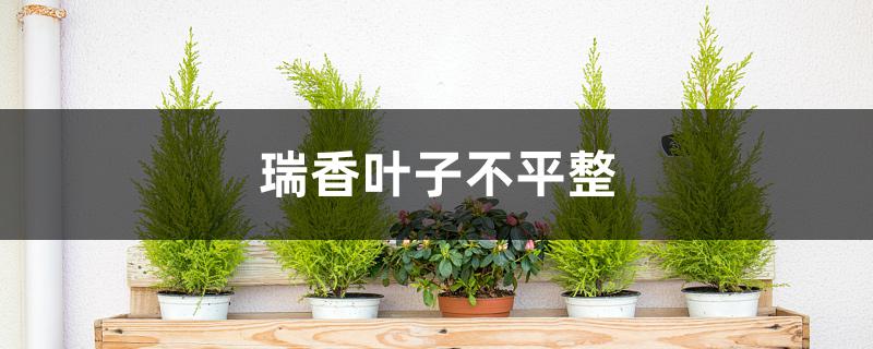 瑞香叶子不平整是什么原因 瑞香叶子不平整是什么原因