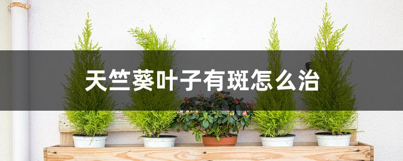 天竺葵叶子有斑怎么治 天竺葵叶子有斑怎么治