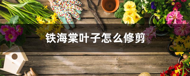 铁海棠叶子怎么修剪 铁海棠叶子怎么修剪