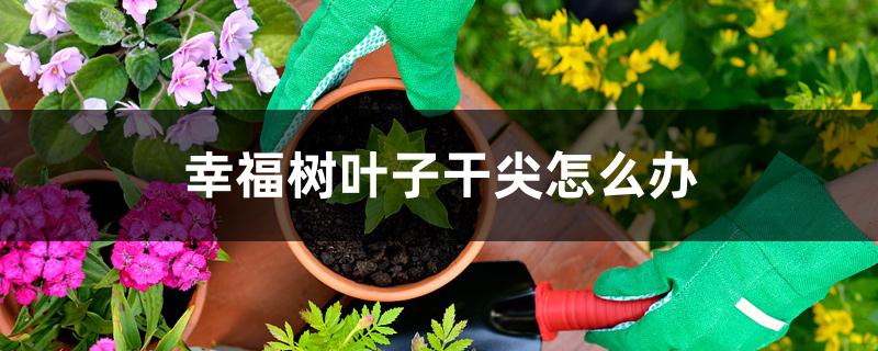 幸福树叶子干尖怎么办 幸福树叶子干尖怎么办