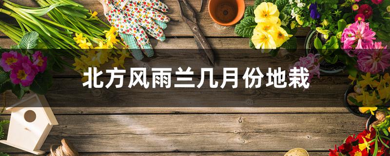 北方风雨兰几月份地栽 北方风雨兰几月份地栽