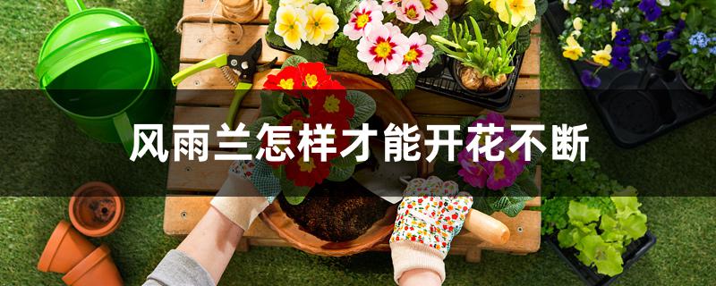 风雨兰怎样才能开花不断 风雨兰怎样才能开花不断