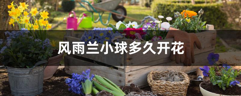 风雨兰小球多久开花 风雨兰小球多久开花