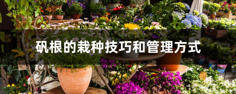 矾根的栽种技巧和管理方式 矾根的栽种技巧和管理方式