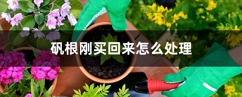 矾根刚买回来怎么处理 矾根刚买回来怎么处理