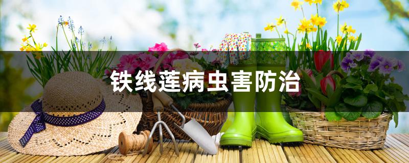 铁线莲病虫害防治 铁线莲病虫害防治