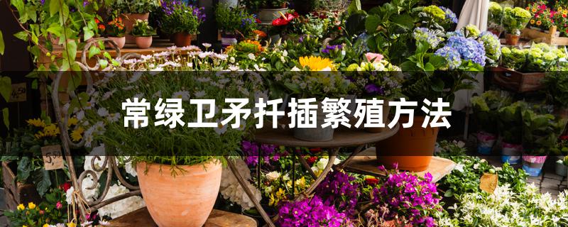 常绿卫矛扦插繁殖方法 常绿卫矛扦插繁殖方法