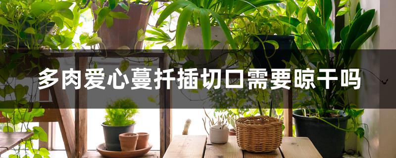 多肉爱心蔓扦插切口需要晾干吗 多肉爱心蔓扦插切口需要晾干吗